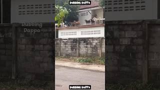 Alert Boyz  #funny #cat #shorts #dog #shortsfeed #animals #dubbingdappa #catvideos #dogshorts #pet