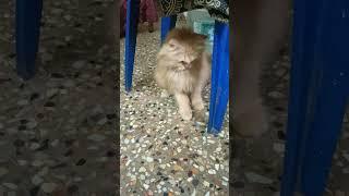 Heidi playing ball #cat #catlover #shorts #persiancat #play #youtube #like #subscribe #kitten