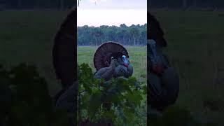 Long Beard XR Drops this Florida Turkey