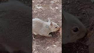 Why This Animal Poops Cube-Shaped Poop! | Mind-Blowing Nature Facts You Didn’t Know