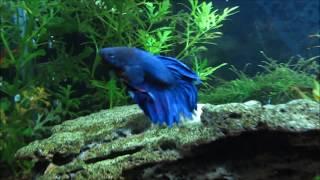 Betta / Siamese Fighting Fish Care, Info and Advice