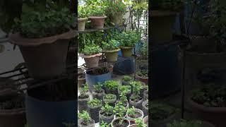 মিরপুরে জিয়াউল আহসানের ছাদকৃষি #rooftopfarming