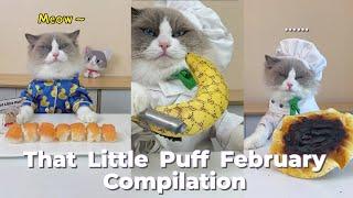 That Little Puff Compilation | February collection