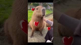 Relaxing Capybara Compilation #capybara #cute #animals