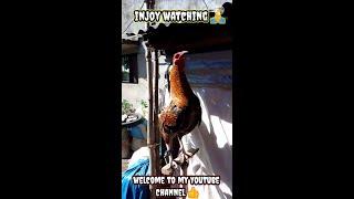 beatiful rooster | zammy infante official vlog | backyard breeder