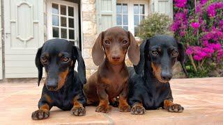 On holiday with a Mini Dachshund puppy.