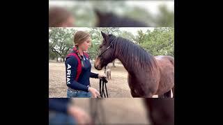 Horse Training: How to Do Groundwork Without a Round Pen