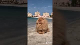 Beach lion ig  thezenkitty #CoolRanchDance #fyp #cat #viral