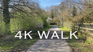 4K VIRTUAL WALK & The 600 year old oak tree