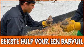 GAAT HET GEREDDE BABYUILTJE HET HALEN...? | DierenpraatTV