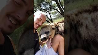 Hyena Welcome #deanschneider #wildlife #animals