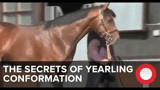 The Secrets of Yearling Conformation