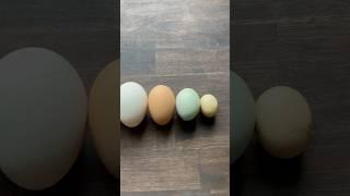 Eggs come in all shapes & sizes🩵 #eggs #chickens #homestead