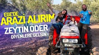 Zeytin Hasadı Başladı! Düşünüldüğü Gibi Değil! (Köyde Hayat)