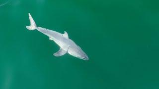 World's First Images of Newborn White Shark?