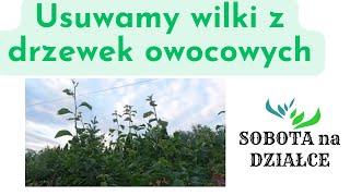 Już czas na wyłamywanie 'wilków' z drzewek owocowych.