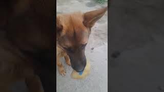 #tiktokhit #lafamile #dogs #reels #2023 #собака #germanshepherd #tiktok #tiktoksongs