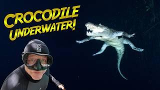 UNDERWATER Encounter with Huge CROCODILE!