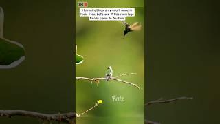 Hummingbirds only court once in their lives. Let's see if this marriage finally came to fruition.