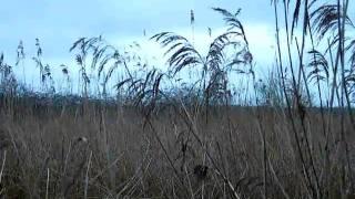 Starlings Shapwick Daybreak.AVI