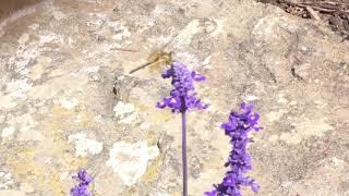 Wandering Glider Dragonfly in Bozeman, Montana - James Gibbon