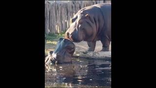 Hippo, Highland Cattle & Bear. Please follow me for wildlife videos # hippo #highlandcows #bear #yt