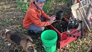 Prepare For Winter: Potting Up 3 Exciting Varieties Of Gooseberries!