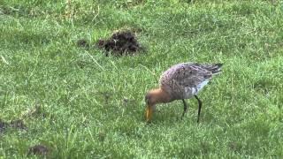 Weidevogels horen bij het oer-Hollandse landschap