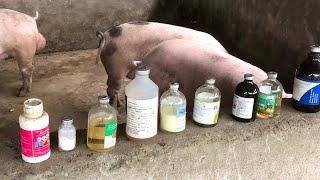 Basic Drugs You Must Have At Your Pig Farm