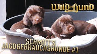 Ein Welpe zieht ein - Schmitt's Jagdgebrauchshunde - Folge 1