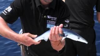 Baby blue shark