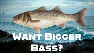 Tips For Catching Bigger Bass (Shore Fishing UK and Europe) - Sea Fishing Tutorial