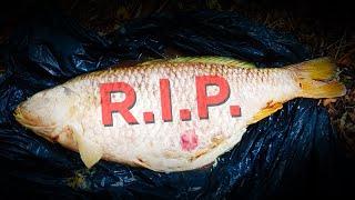We tried our best to save them... HUGE FISH in danger