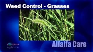 Alfalfa Care #830 (Air Date 3/2/14)