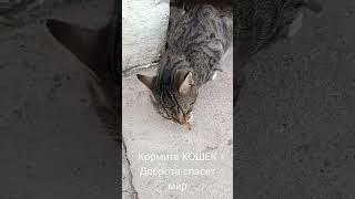 Красивая кошка. Кормите кошек. Доброта спасет мир