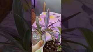 Propagating boat lily or tradescantia will find out in two weeks.#plant #shorts