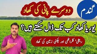 Urea application timing in wheat crop | Last dose of urea in wheat fields | Abid Ali Agrarian