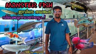 ഇവിടെ ഭയങ്കര വിലക്കുറവാണട്ടൊ..! monster fish | wholesale | RR aquatics | kochi | RAHUL KOCHI