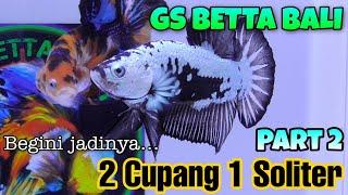 Begini Jadinya... 2 Ikan Cupang Jadi 1 Di Dalam Soliter - GS BETTA BALI Part 2