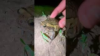 Catch the amazing funny frog | funny froggy | cute frog funny | frog frogs