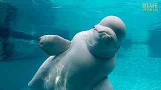 Beluga Whales of the Mystic Aquarium | JONATHAN BIRD'S BLUE WORLD