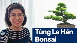 3 Chậu Bonsai Tùng La Hán với bộ tàn cực kỳ ấn tượng - Thảo (0936.066.447)