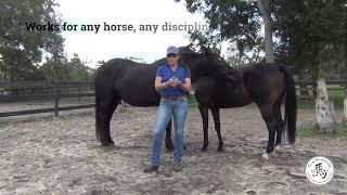 About 4 Secrets to Unlocking the Power of Connection with Horses Webinar