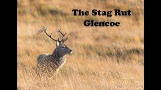 The Stag Rut, Glencoe