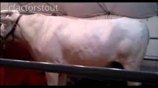 3,450 LB Huge Super Cow / Огромная корова