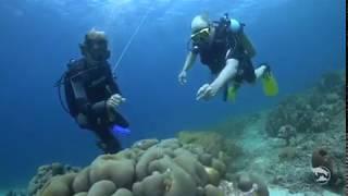 The Dive Bus Curacao Highlights Reel...