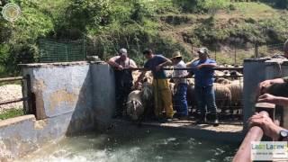 Laceno: il bagno delle pecore