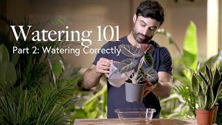 Watering Guide Part 2: Watering Correctly 🫗