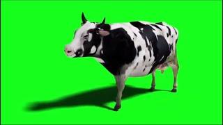 Cow Dance (Chinta Ta Ta Chita Chita)