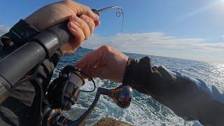 Rock Fishing - MASSIVE Bonito Battle! With Tailor  & Squid Catch & Cook Too. 2 Days Of Fun